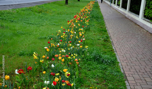 strip of bulbs blooming in the lawn, replaces perennial flower beds in the street. Cheaper and more effective flowering variant of public greenery photo