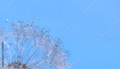 Blue abstract dandelion with dew drops flower background, extreme soft focus closeup, beautiful nature details, widescreen photo with space for text