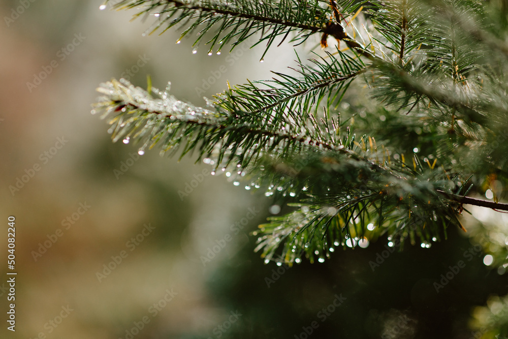 Christmas trees with melted snow in the morning Christmas trees with melted snow in the morning
