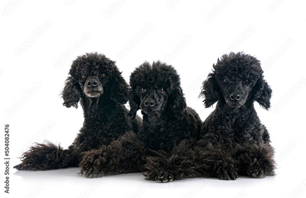 poodles in studio poodles in studio