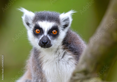 Lemur Catta (Maki) in nature