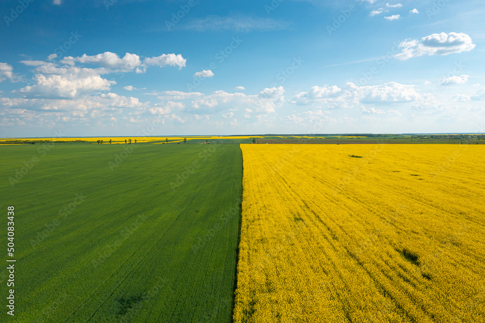 Obraz premium Aerial view with two agriculture fields with wheat and rapeseed plants. Amazing geometric texture agriculture landscape. Green, yellow and blue sky color great for background.