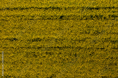 Aerial view with a beautiful yellow agriculture landscape of a rapeseed plants field. Farming industry.