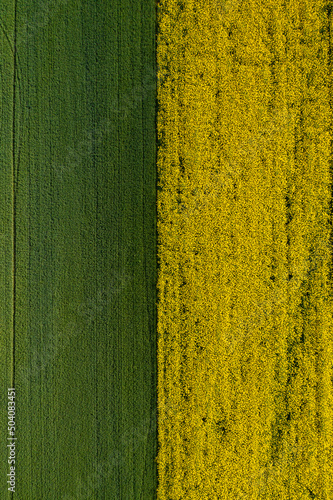 Aerial view with two agriculture fields with wheat and rapeseed plants. Amazing geometric texture agriculture landscape. Green, yellow and blue sky color great for background.