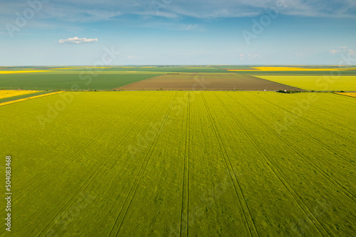Aerial view of an agriculture landscape over a young green wheat field. Farming industry.