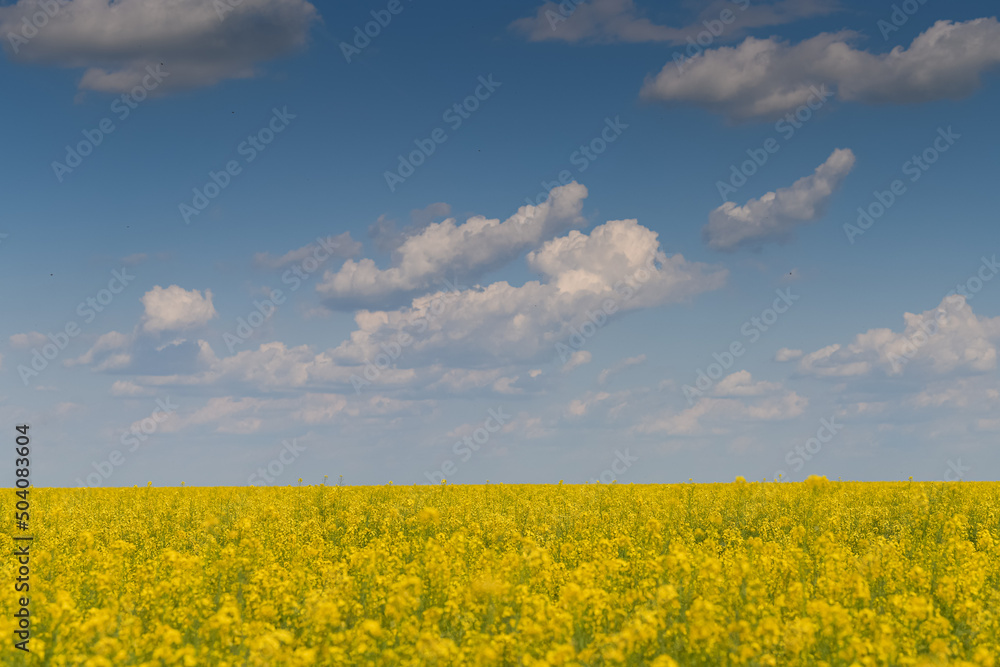 Wide angle view of a big field wit rapeseed flower plants photographed against blue sky during a sunny day. Agriculture landscape and farming industry. Wide angle view of a big field wit rapeseed flower plants photographed against blue sky during a sunny day. Agriculture landscape and farming industry.