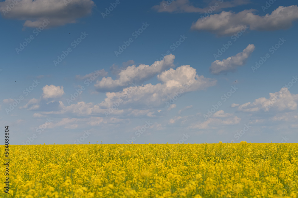 Wide angle view of a big field wit rapeseed flower plants photographed against blue sky during a sunny day. Agriculture landscape and farming industry.