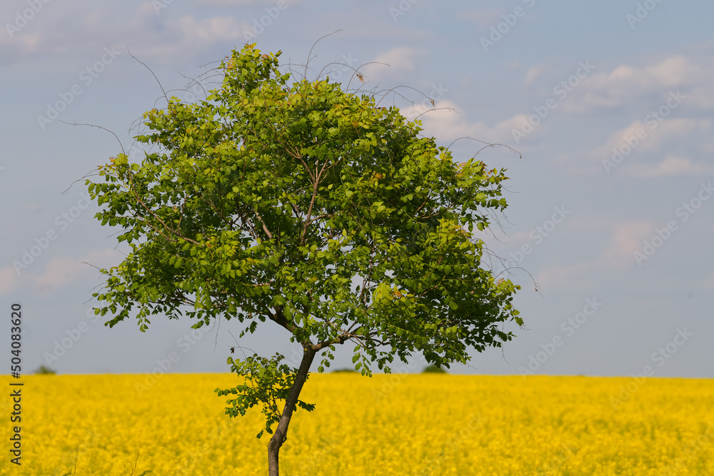 Obraz premium Lonely tree photographed against a rapeseed field during a sunny day. Agriculture landscape.