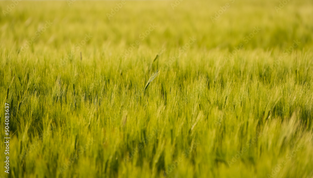 Close up view with some young green wheat plants on a wheat grain field. Agriculture and farming industry. Close up view with some young green wheat plants on a wheat grain field. Agriculture and farming industry.