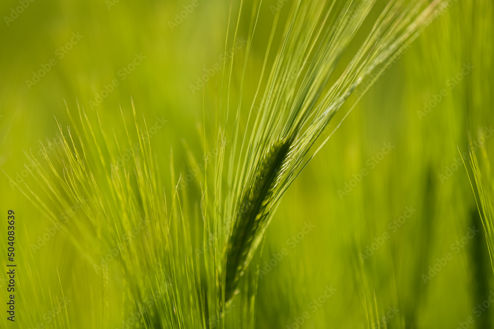 Close up view with some young green wheat plants on a wheat grain field. Agriculture and farming industry. Close up view with some young green wheat plants on a wheat grain field. Agriculture and farming industry.