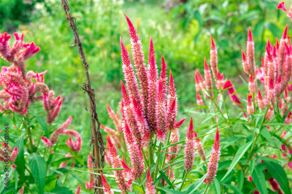 A close look at the celosia cristata plant A close look at the celosia cristata plant