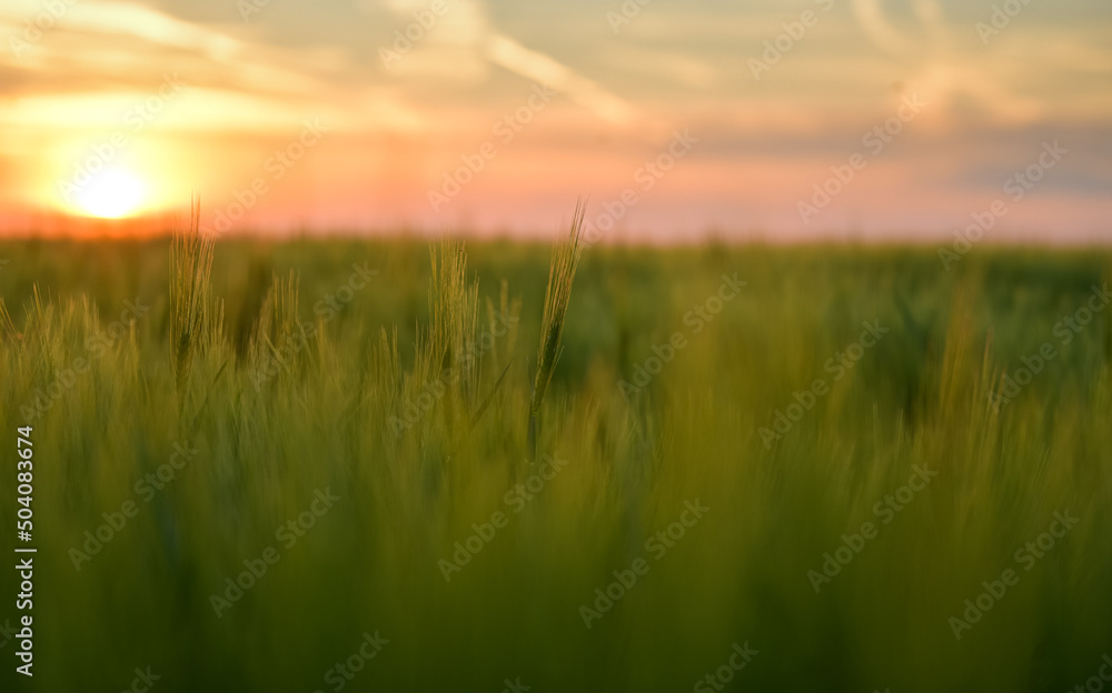 Close up view of some green young wheat plants from a wheat grain field during a beautiful summer sunset. Agriculture and farming industry.