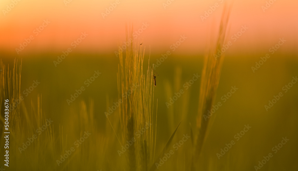 Close up view of a mosquito insect on a wheat plant. Insects photography. Close up view of a mosquito insect on a wheat plant. Insects photography.