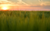 Close up view of some green young wheat plants from a wheat grain field during a beautiful summer sunset. Agriculture and farming industry.
