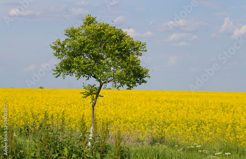 Lonely tree photographed against a rapeseed field during a sunny day. Agriculture landscape.