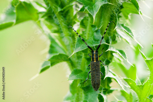 Sunflower Longhorn (Agapanthia dahli) on thistle photo