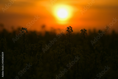 Rapeseed flowers field in sunset light. Agriculture and farming landscape. Rapeseed plants are used to produce colza oil.