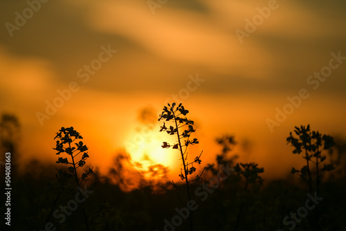 Rapeseed flowers field in sunset light. Agriculture and farming landscape. Rapeseed plants are used to produce colza oil.