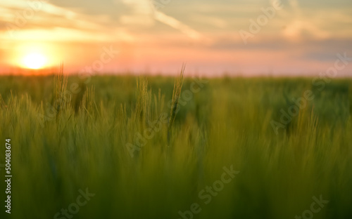 Close up view of some green young wheat plants from a wheat grain field during a beautiful summer sunset. Agriculture and farming industry.