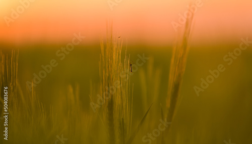 Close up view of a mosquito insect on a wheat plant. Insects photography.