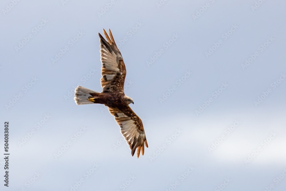 Fototapeta premium Western Marsh Harrier