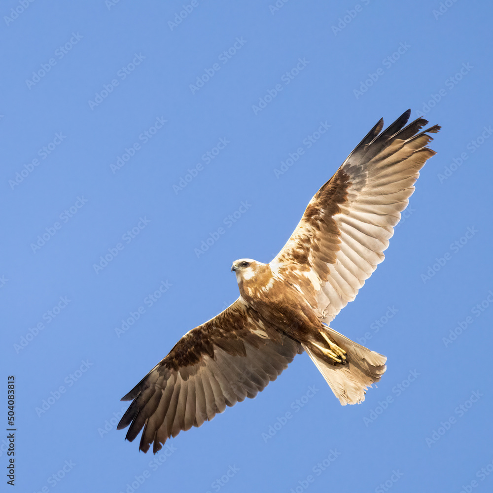 Obraz premium Western Marsh Harrier