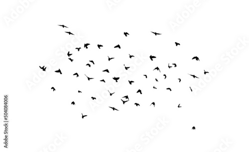 A flock of flying birds. Free birds. Flying seagulls. Vector illustration © Мария Неноглядова