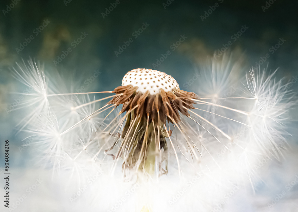 Obraz premium Dandelion ordinary