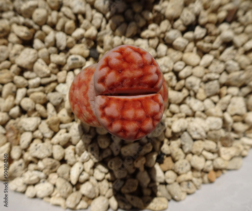 多肉植物 脱皮中のリトープス カラスモンタナ ティシェリー 写真
Succulent plants. Lithops karasmontana Ticherry in molt. Photo. photo