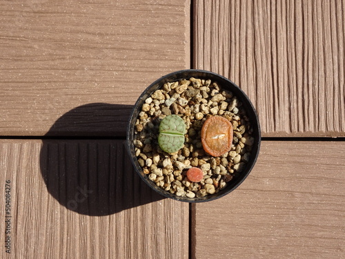 屋上庭園の多肉植物 リトープス・カラスモンタナのカラフルな寄せ植え 写真
Succulents in the rooftop garden. Colorful collection of Lithops karasmontana. Photo. photo