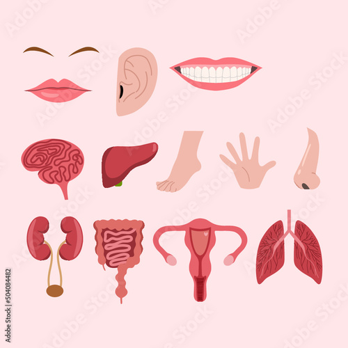 Set of human organ illustration