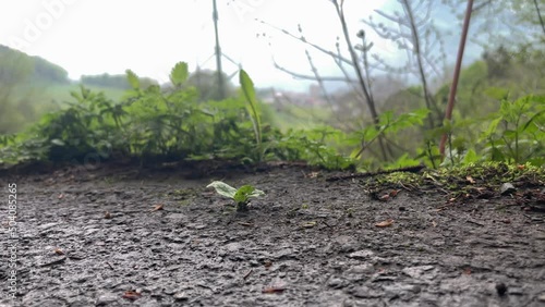 Sprout grows through aspahlt road, concept of strength and other path than usual