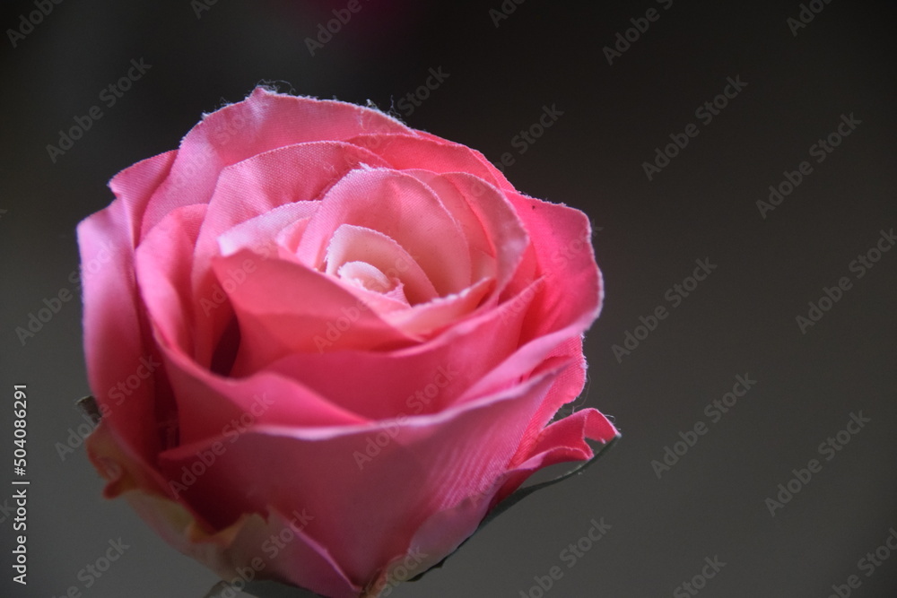 Fototapeta premium pink rose