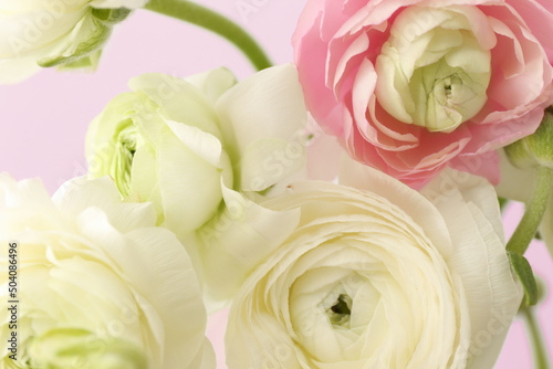Beautiful ranunculus flowers as background  closeup
