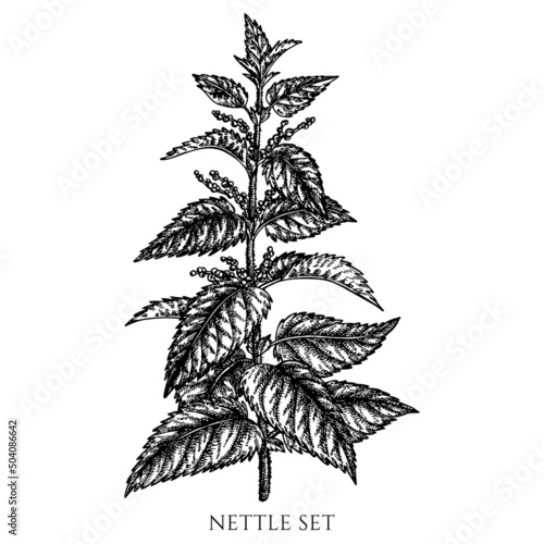 Tea herbs vintage vector illustrations collection. Black and white nettle.