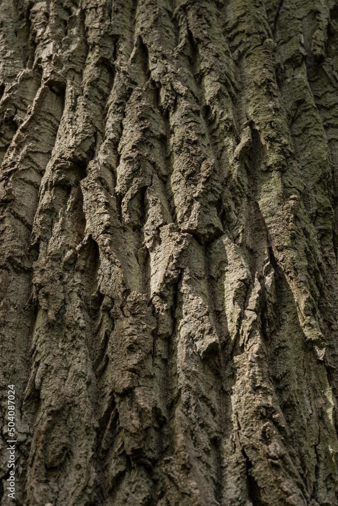 background of old cracked textured bark of a perennial tree background of old cracked textured bark of a perennial tree