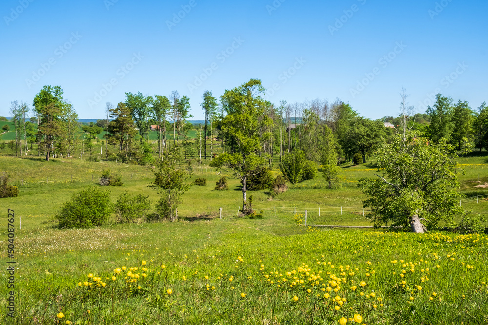 Meadow landscape with flowering Globeflowers a sunny summer day