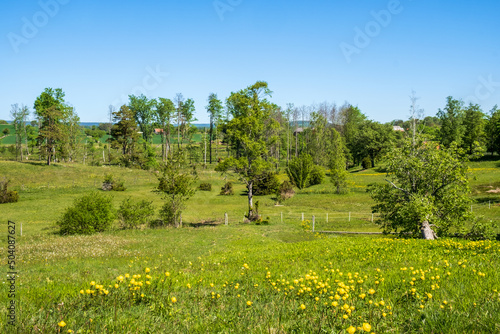 Meadow landscape with flowering Globeflowers a sunny summer day