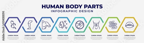 vector infographic design template with icons and 8 options or steps. infographic for human body parts concept. included two spermatozoon, men leg, men shoulder, immune system, human fetus, human