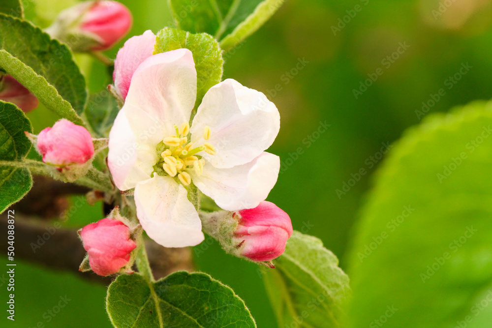 Blooming apple tree branch Blooming apple tree branch