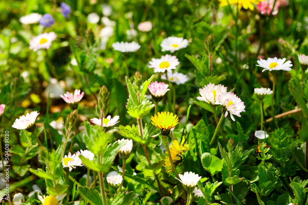 field of small daisies field of small daisies