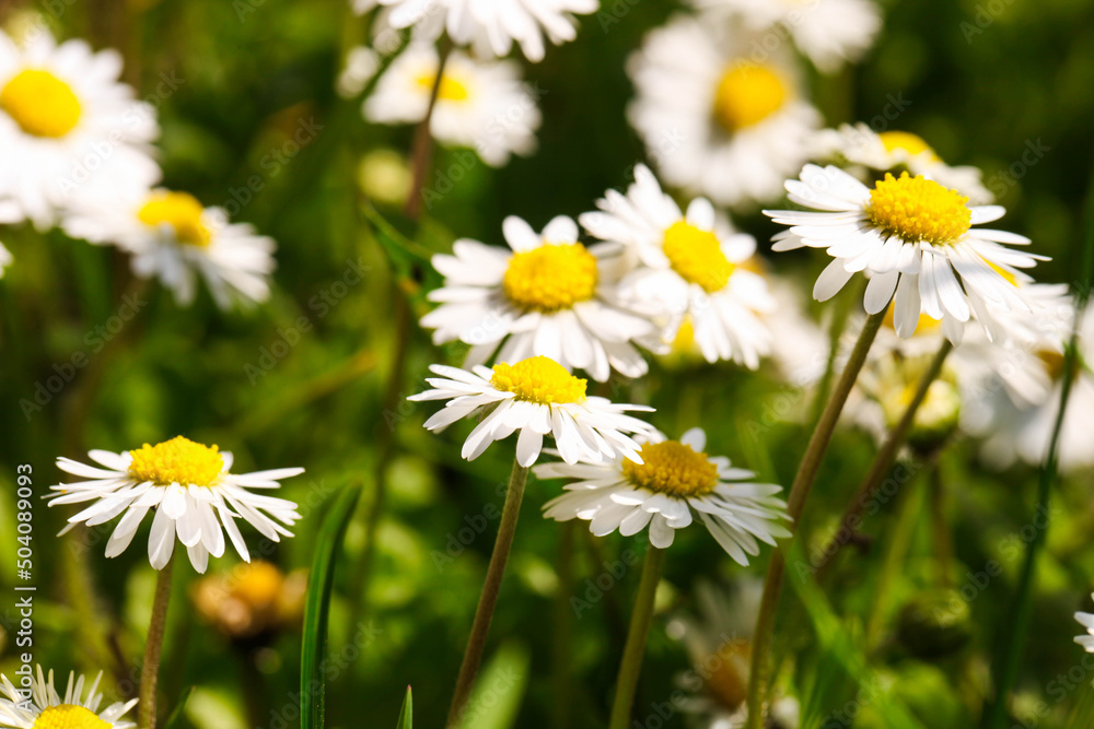 field of small daisies
