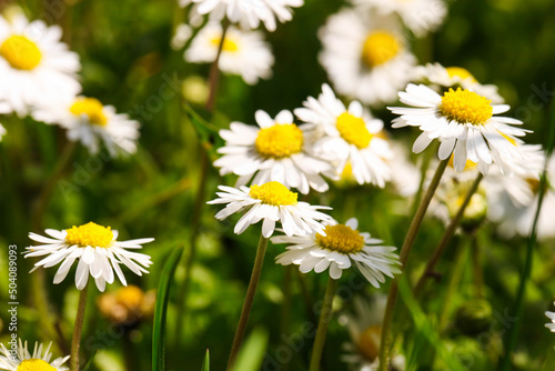 field of small daisies © Studio KIVI