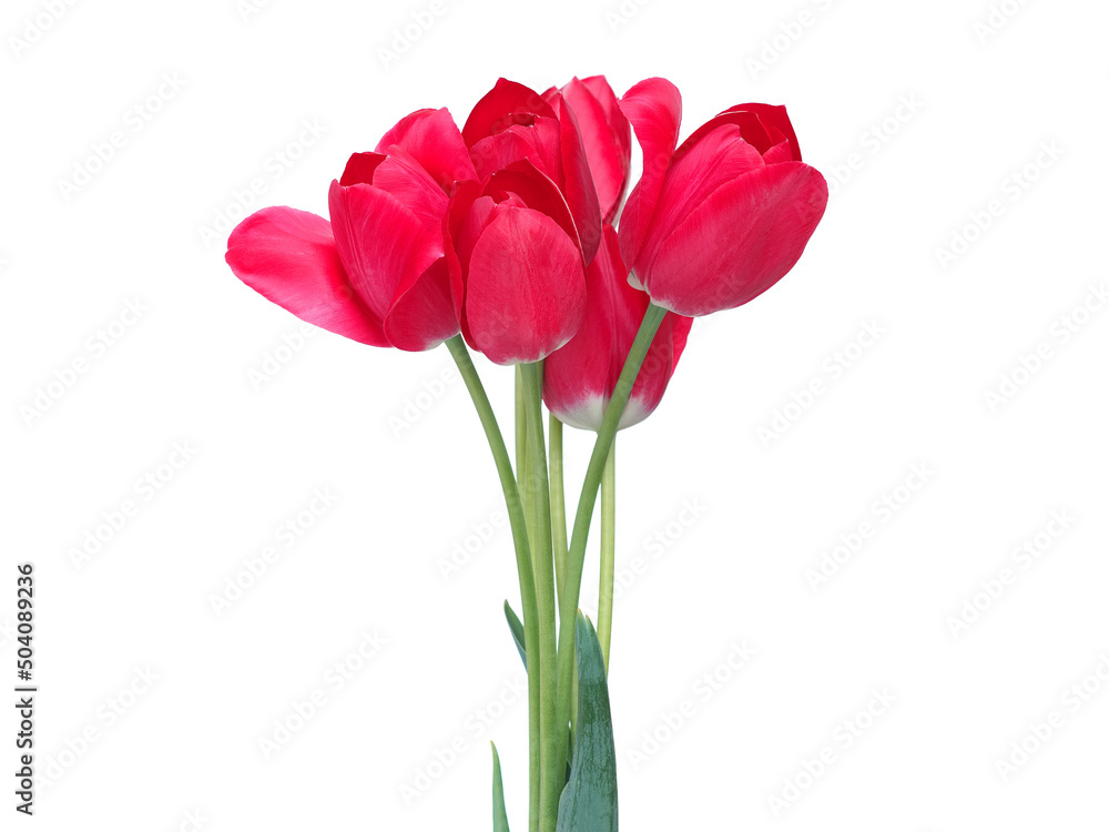 Red tulip flowers bouquet isolated on white Red tulip flowers bouquet isolated on white