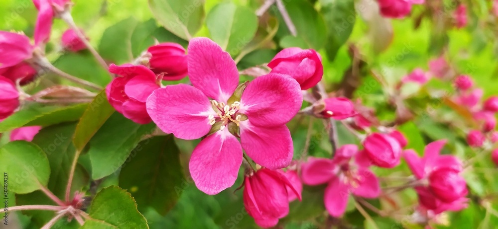 pink flowers in the garden