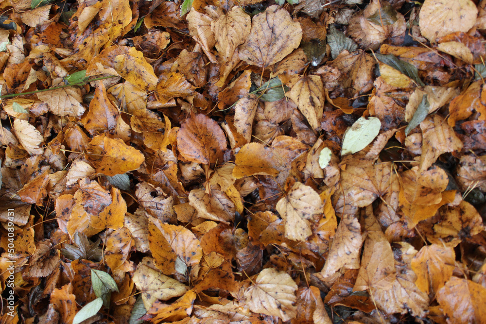 autumn leaves background autumn leaves background