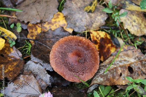 mushrooms in the forest