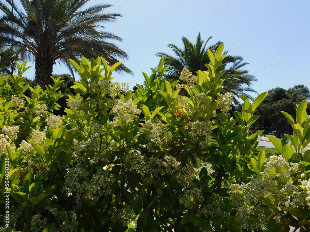 Blossoming viburnum lucidum hedge, at springtime, in Vouliagmeni, Greece