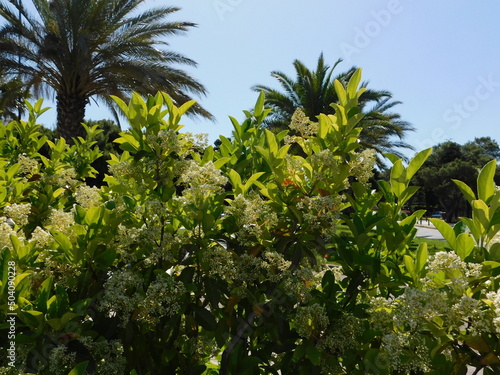 Blossoming viburnum lucidum hedge  at springtime  in Vouliagmeni  Greece