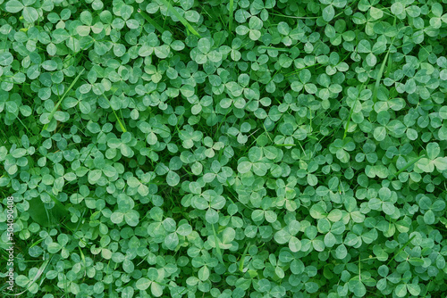 Green clover leaves natural background. beautiful meadow plants texture. three-leaves, shamrocks - symbol of St.Patrick`s day holiday. top view. full frame. template for design